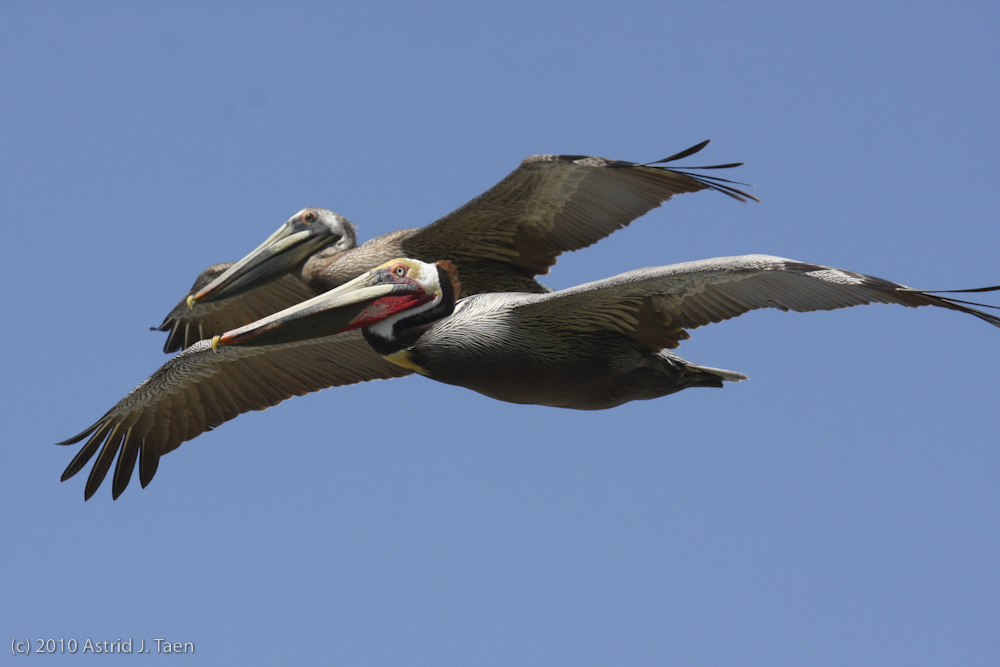 Pair of Brown Pelicans