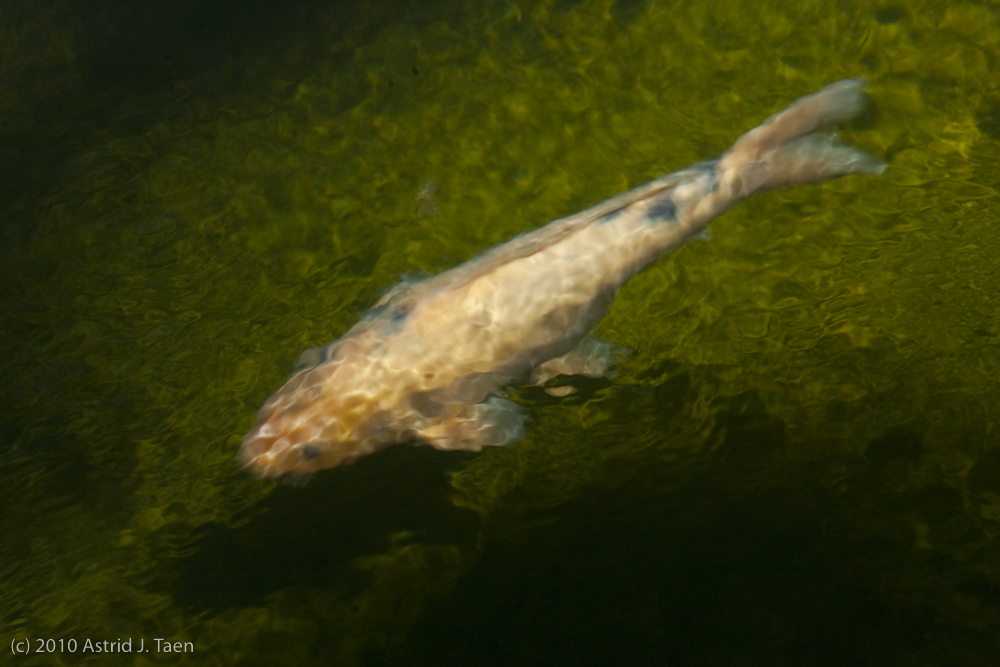 Impressionist Fish