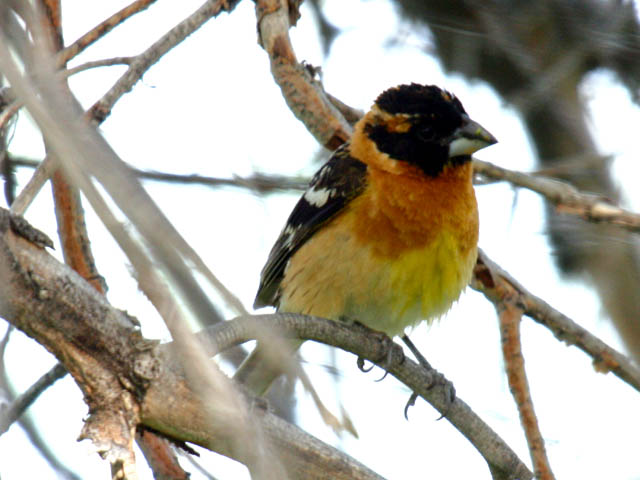 Black-headed Grosbeak