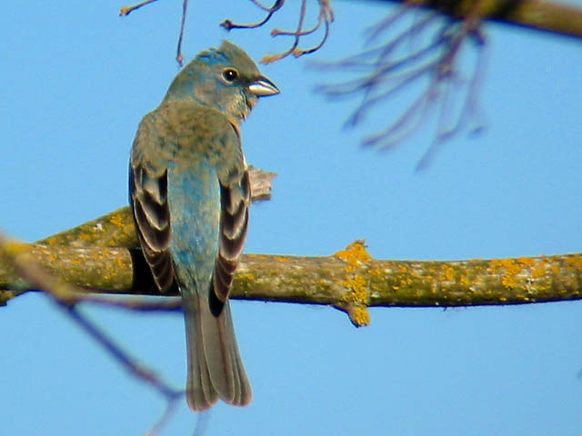 Lazuli Bunting