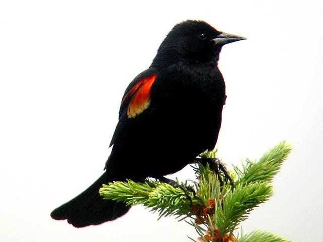 Red-winged Blackbird