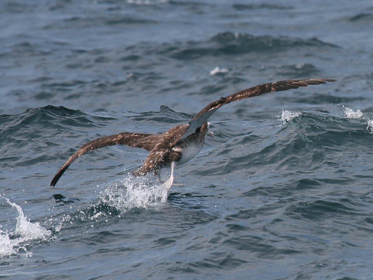 Wandering Albatross