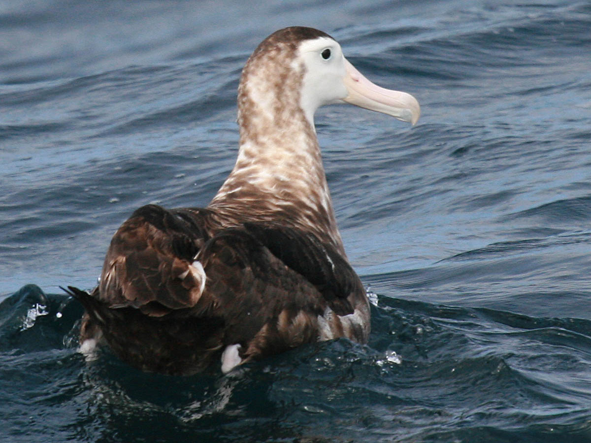 Wandering Albatross