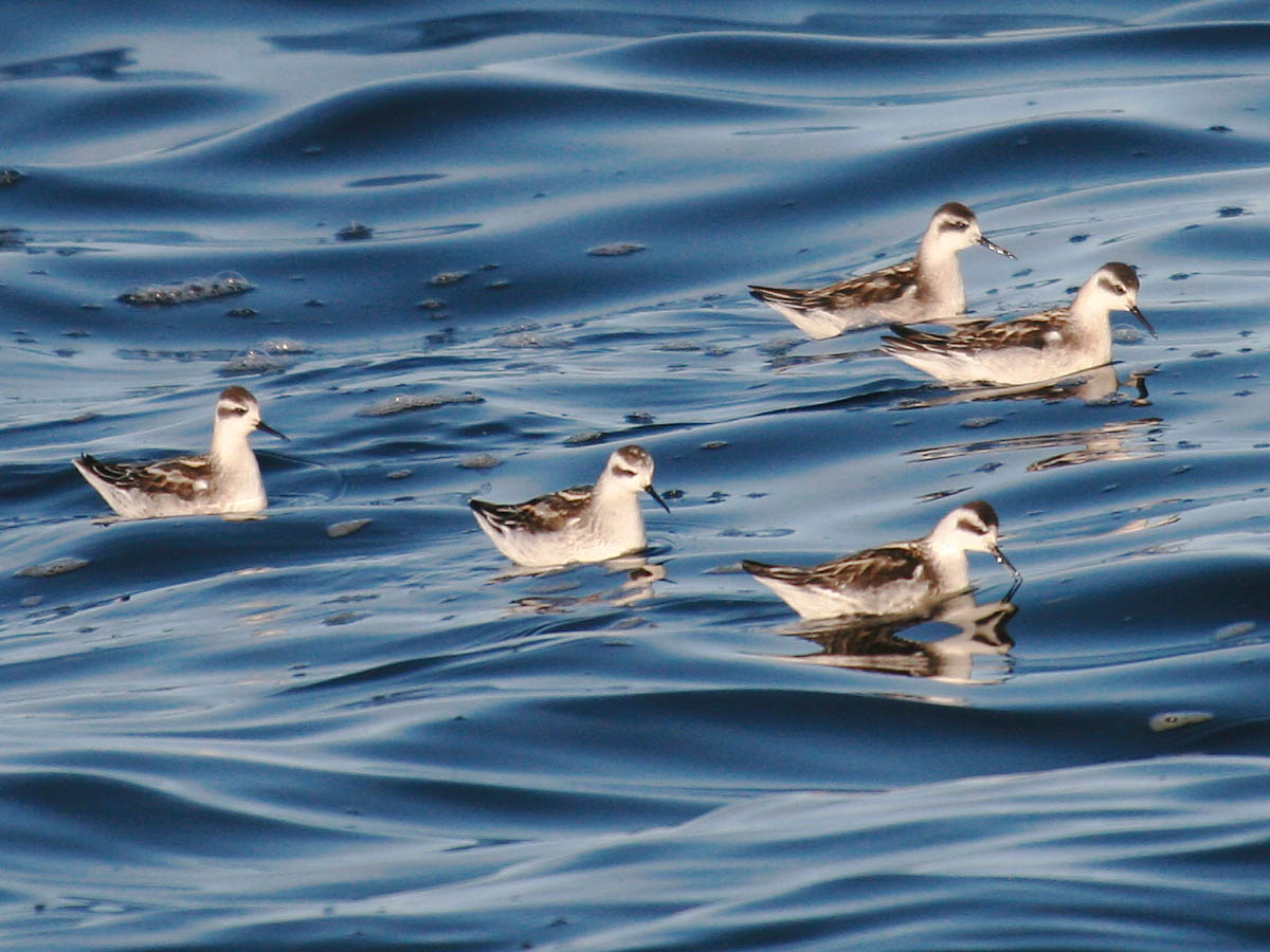 Red-necked Phalarope