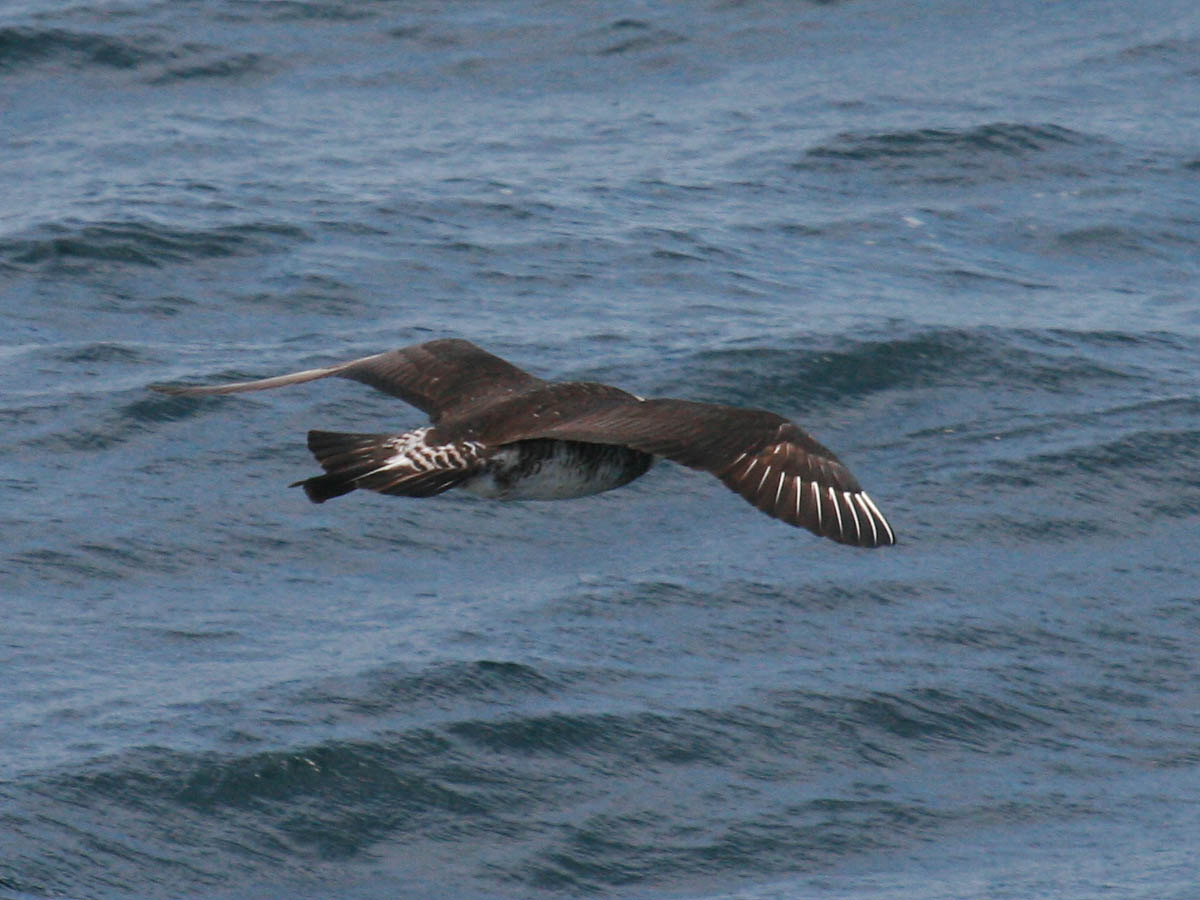 Pomarine Jaeger
