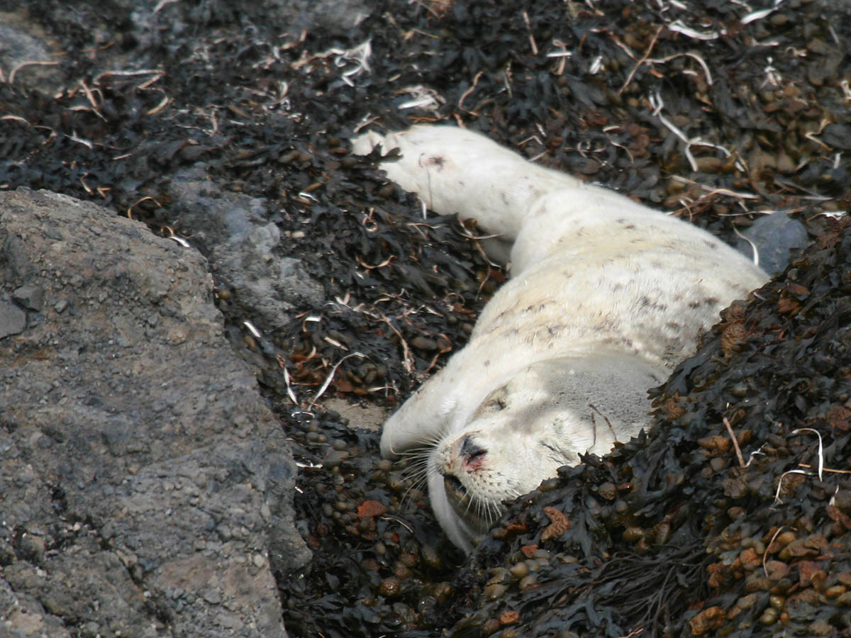 Harbor Seal pup