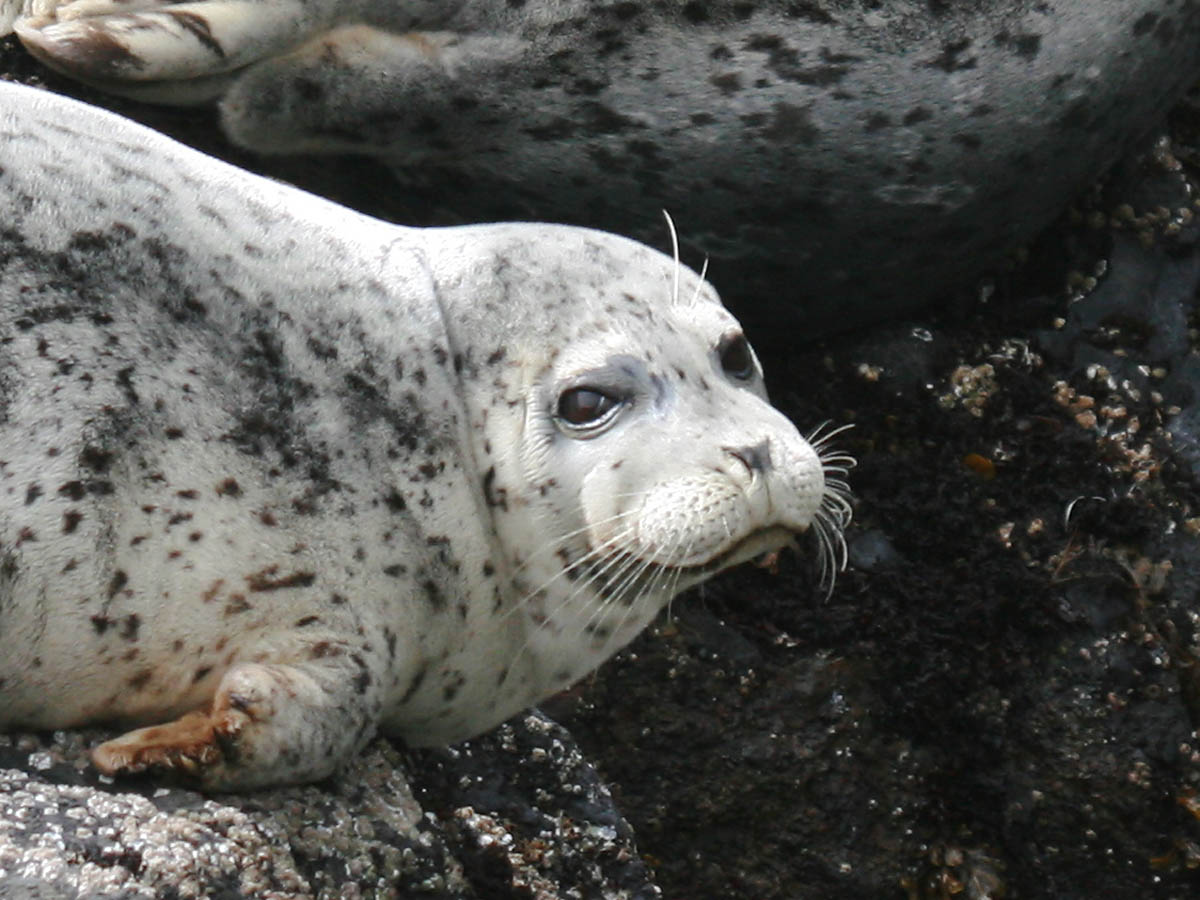 Harbor Seal
