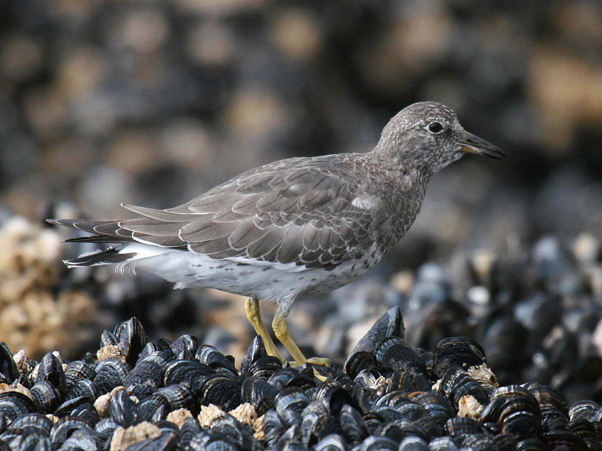 Surfbird