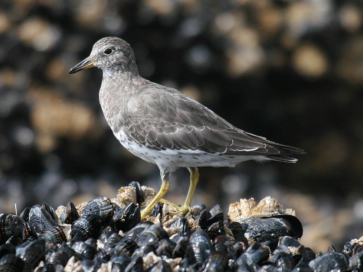 Surfbird