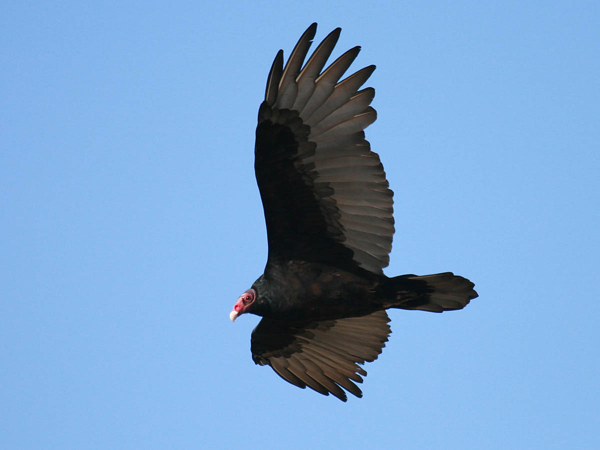 Turkey Vulture