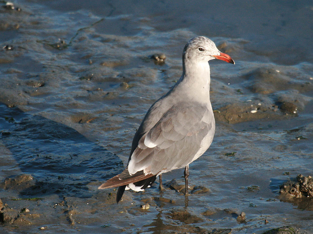 Heermanns Gull