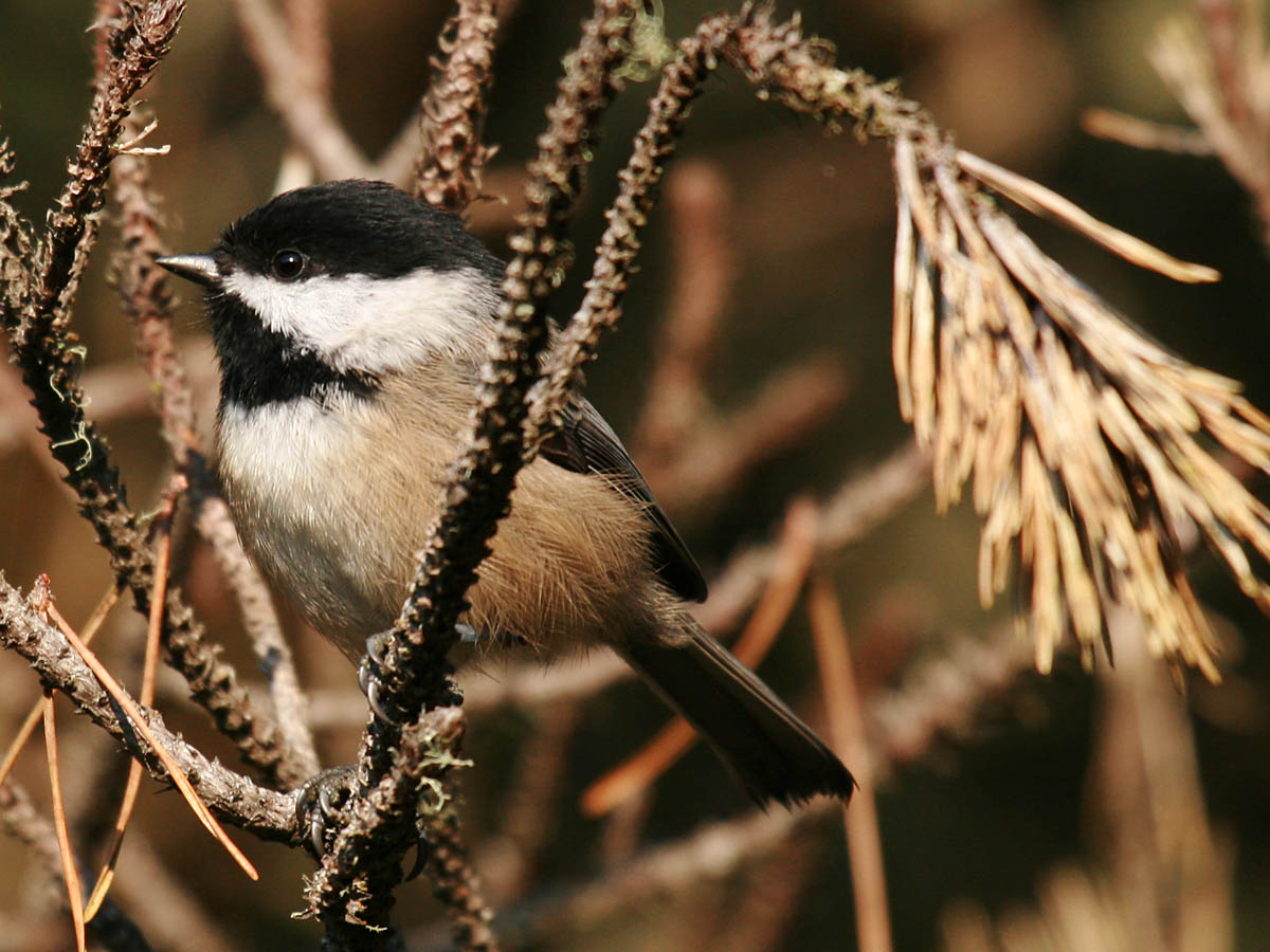 Black-capped Chickadee