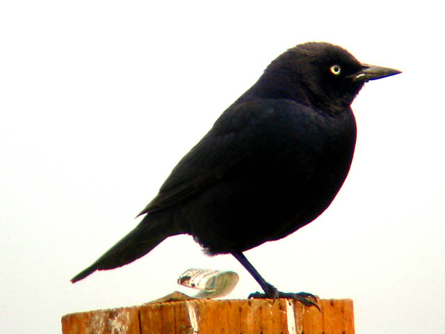 Brewers Blackbird