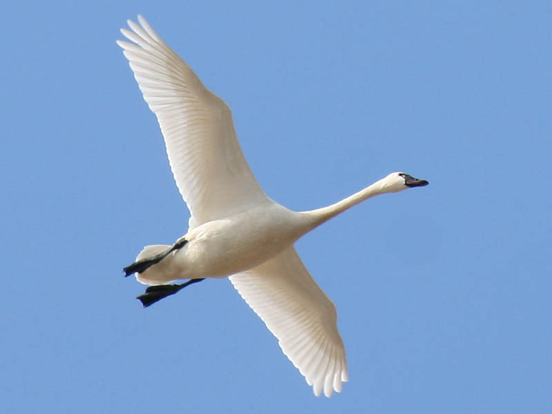 Tundra Swan