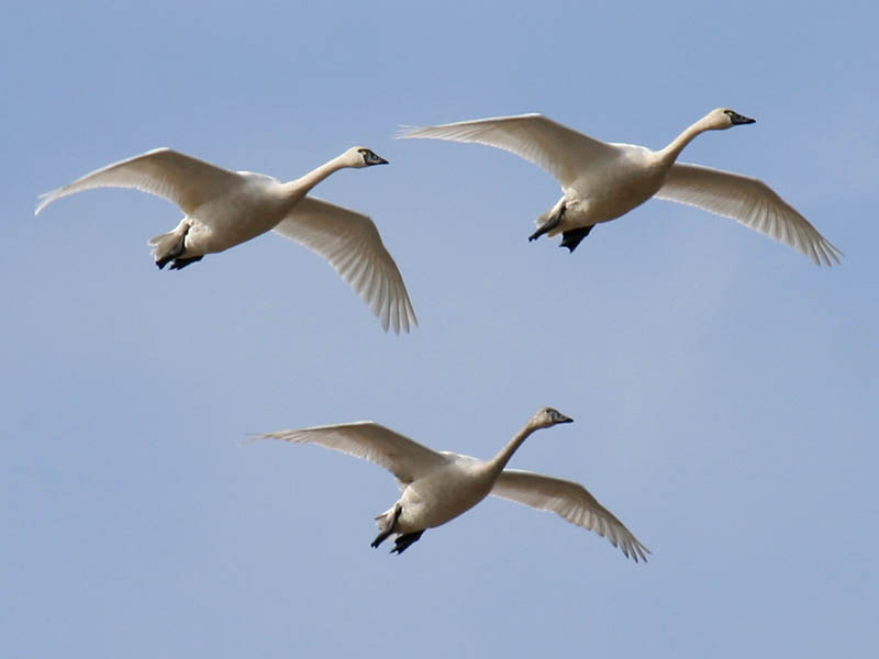 Tundra Swan