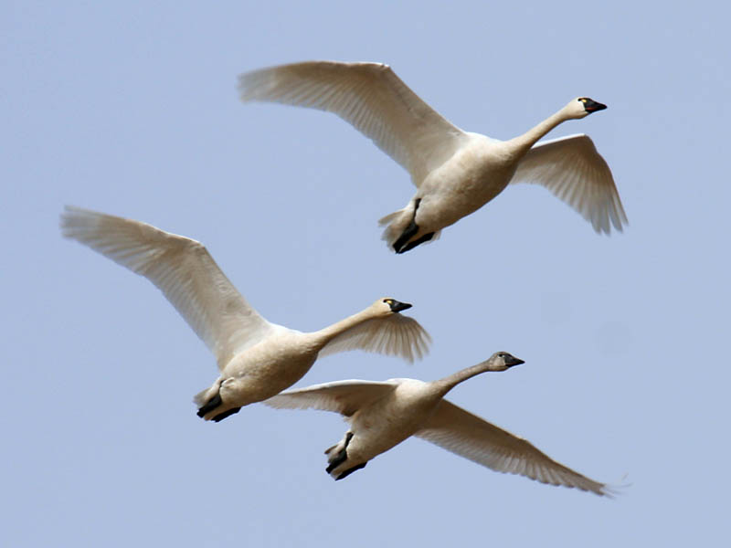 Tundra Swan