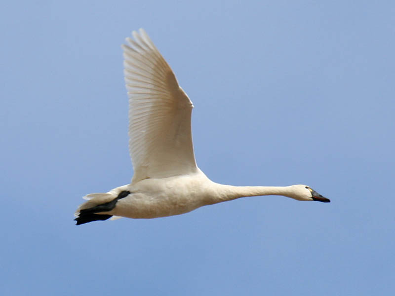 Tundra Swan
