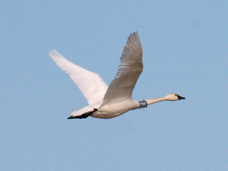 Tundra Swan