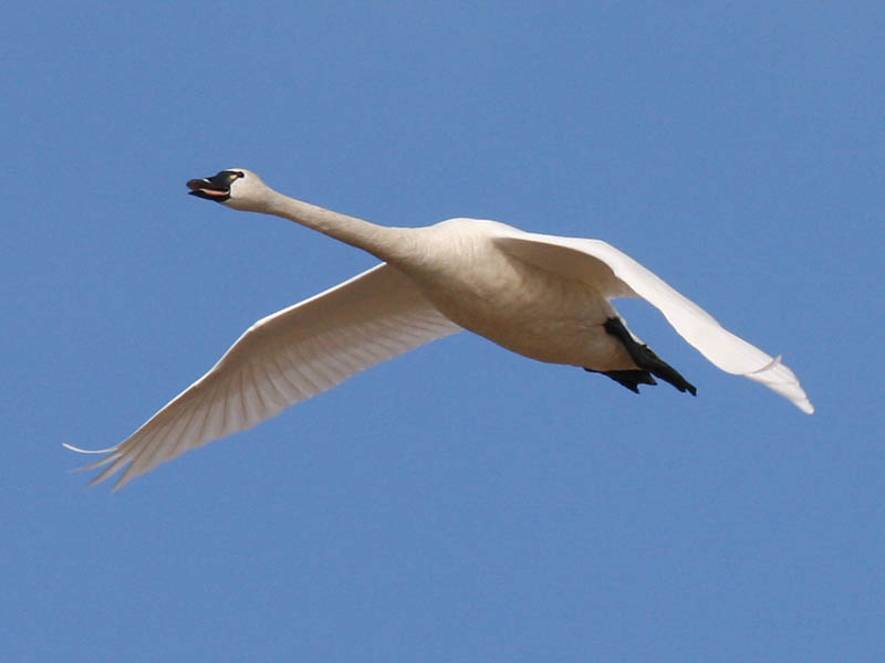 Tundra Swan