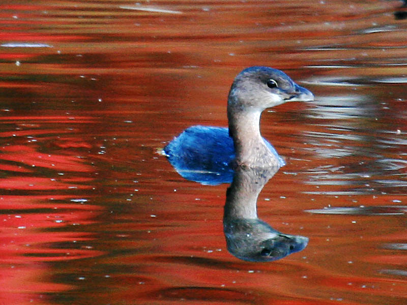 Pied-billed Grebe