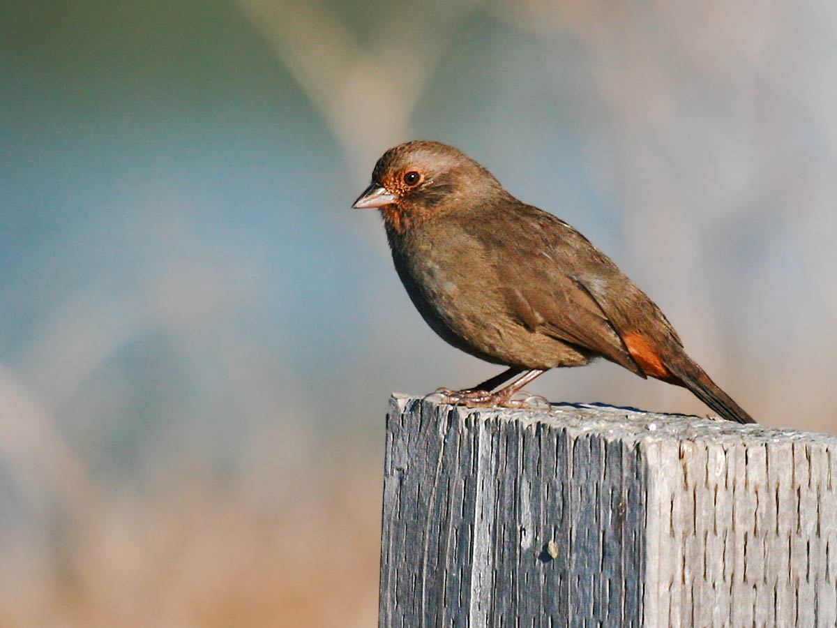 California Towhee