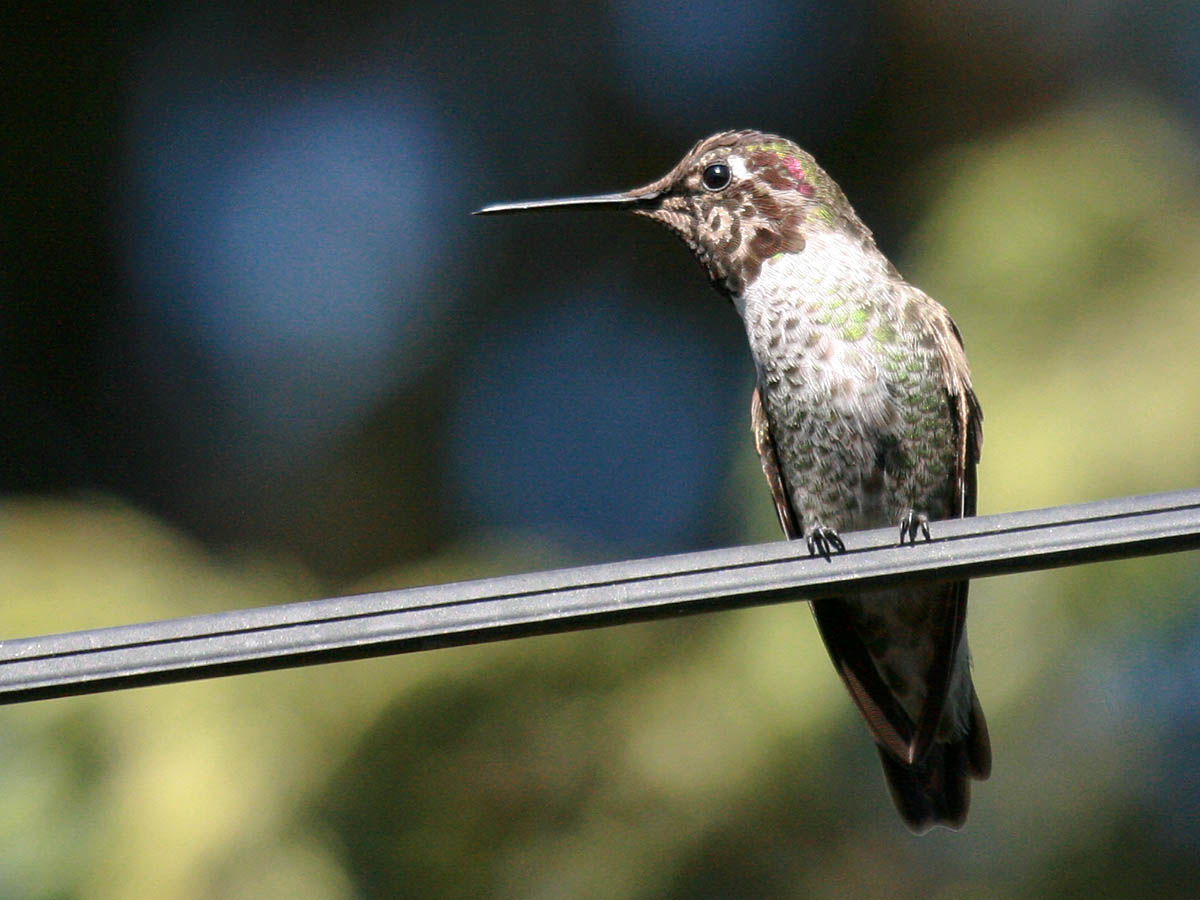 Annas Hummingbird