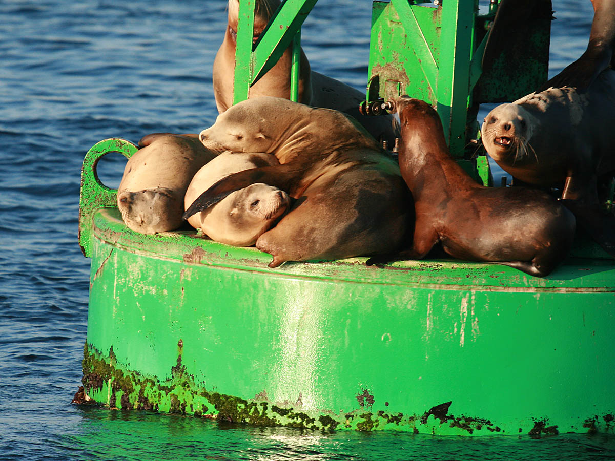 California Sealion