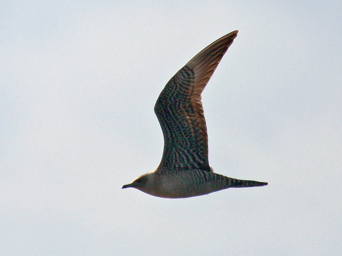 Long-tailed Jaeger