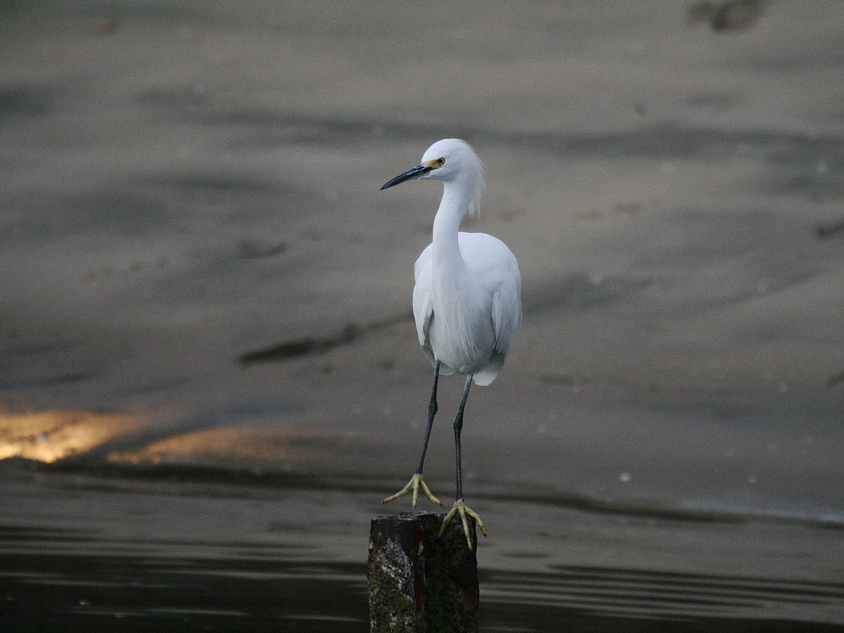Snowy Egret