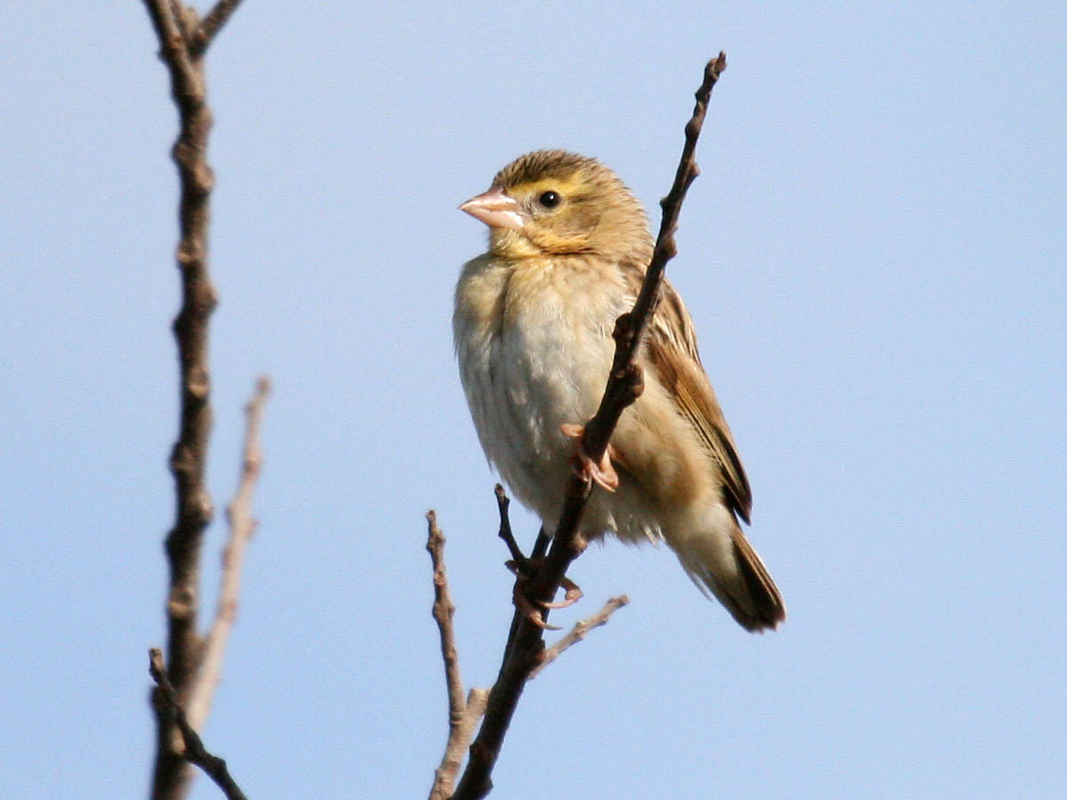 Northern Red Bishop (Orange Bishop)