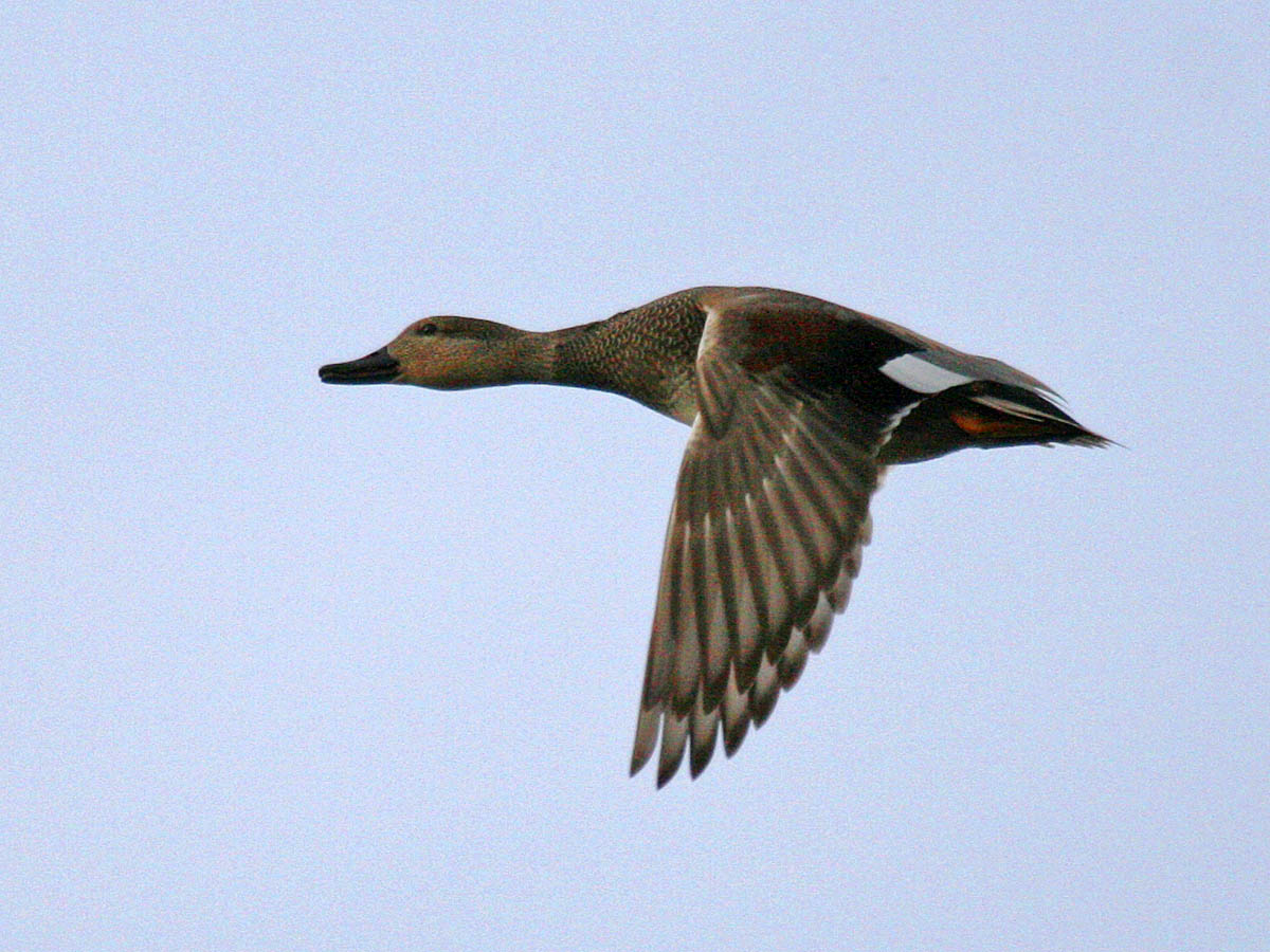 Gadwall