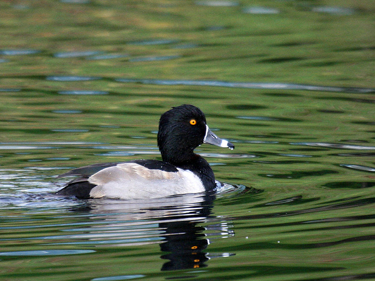 Ring-necked Duck
