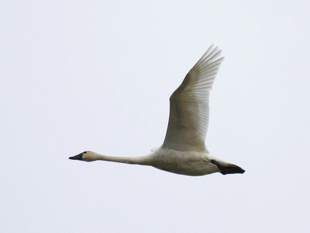 Tundra Swan