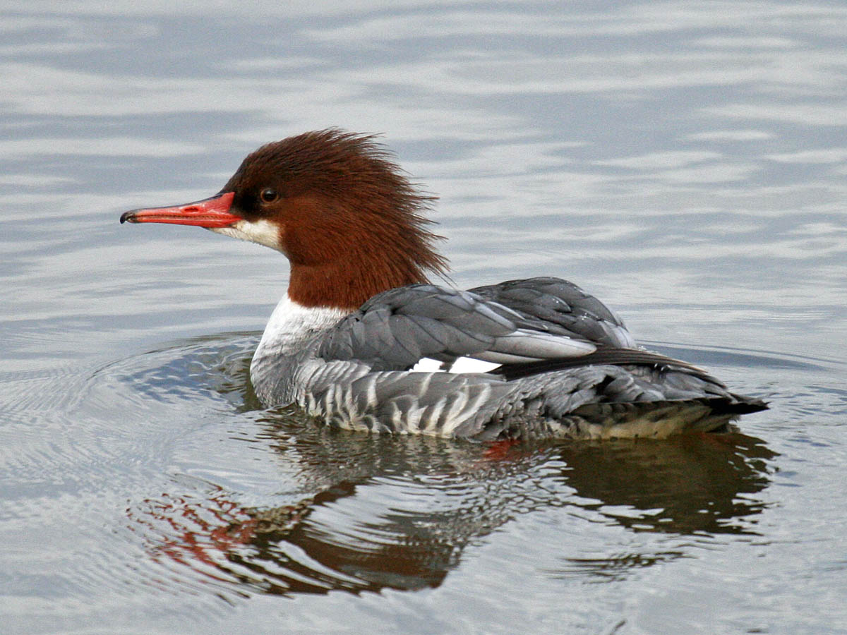 Common Merganser