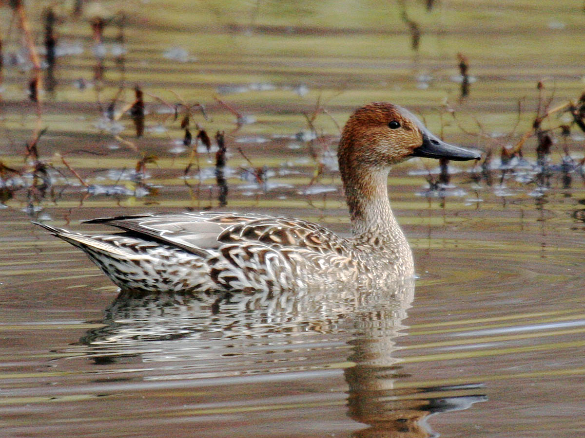 Northern Pintail