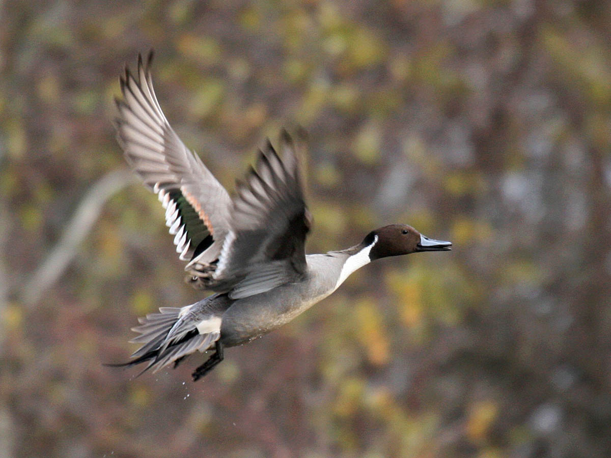 Northern Pintail