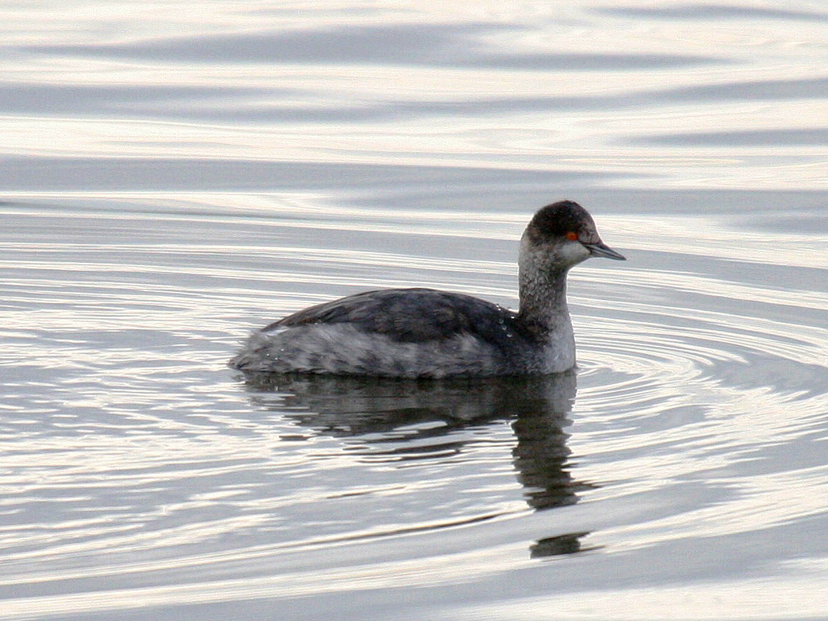 Eared Grebe