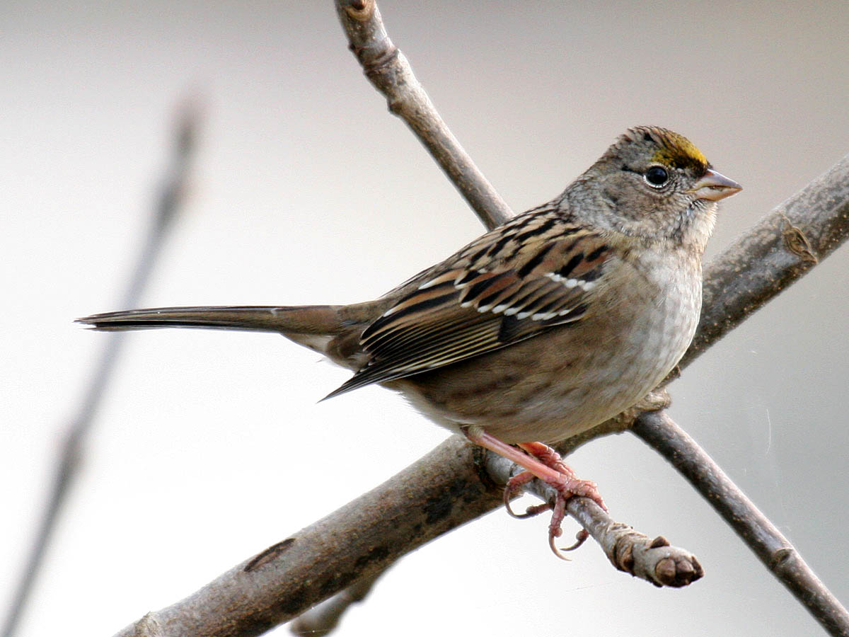 Golden-crowned Sparrow