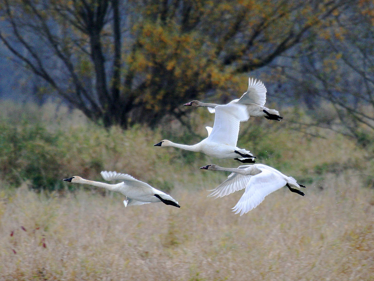 Tundra Swan