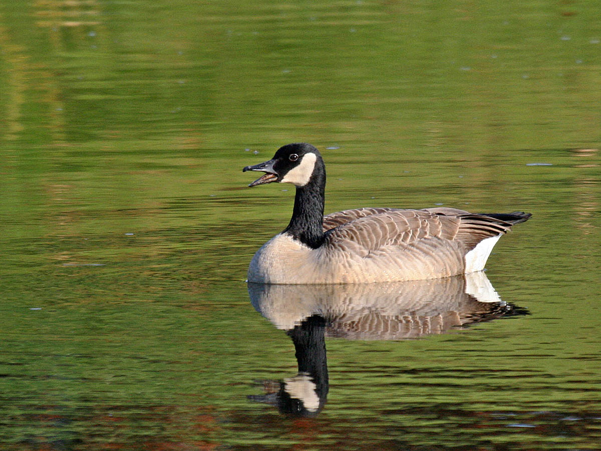 Canada Goose