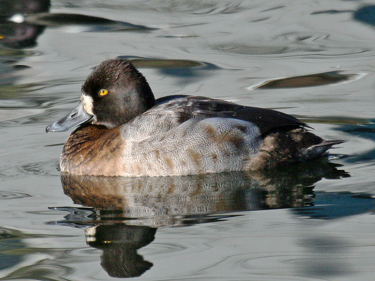 Lesser Scaup