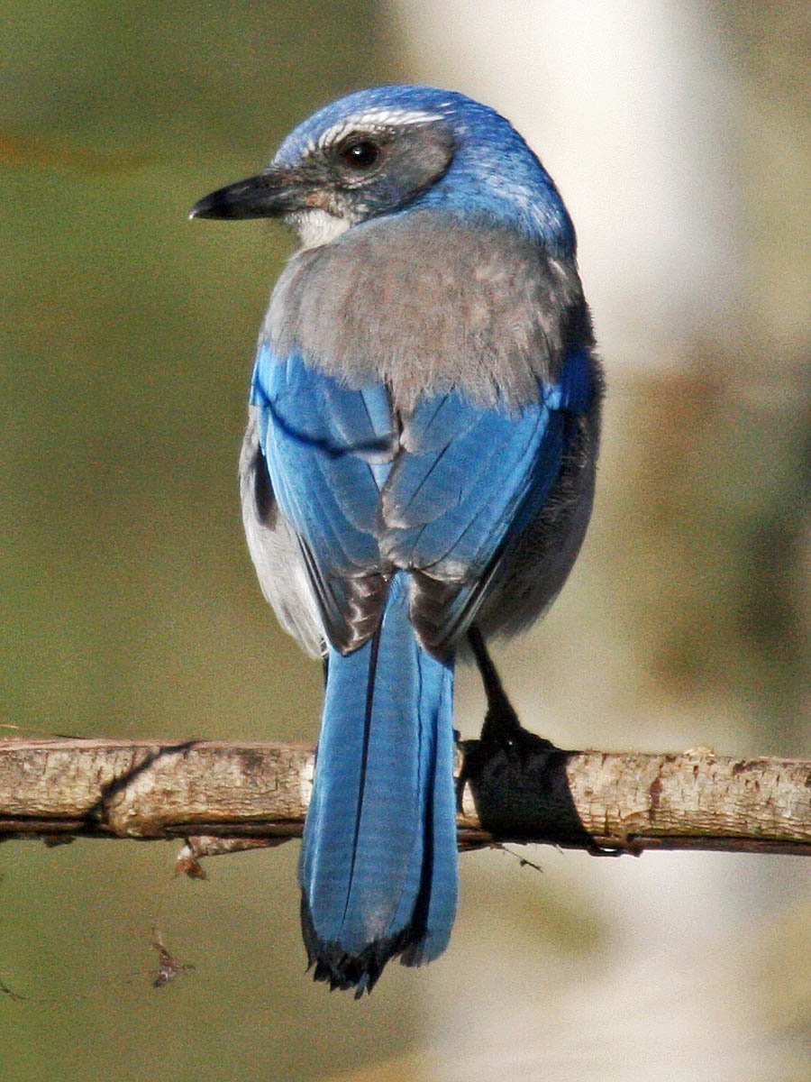 Western Scrub-Jay