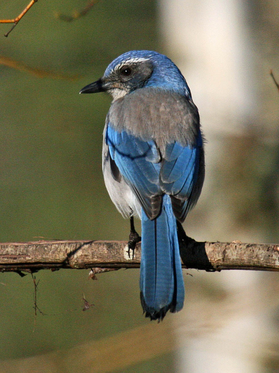 Western Scrub-Jay