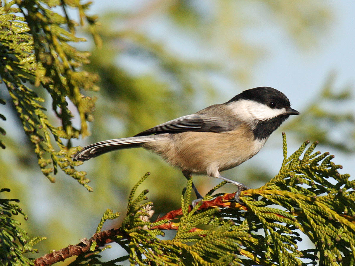 Black-capped Chickadee