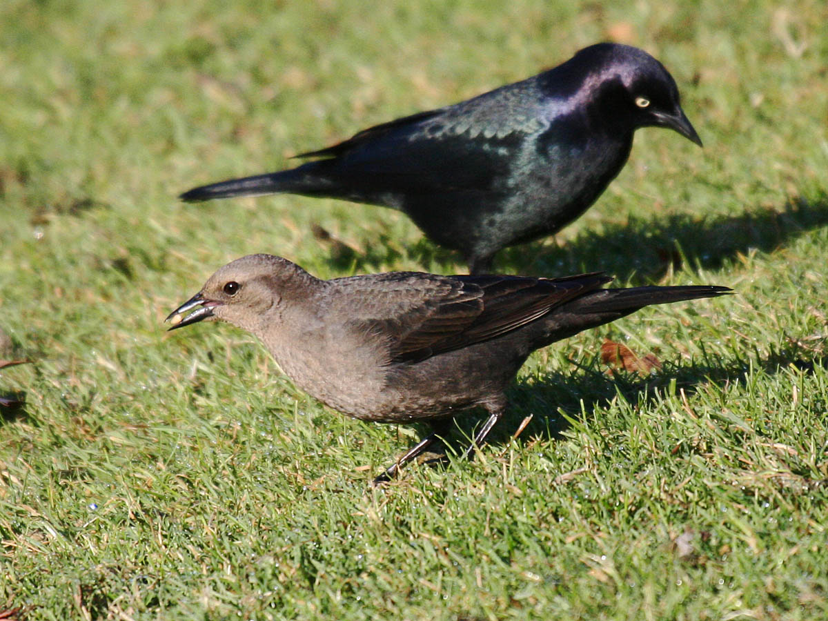 Brewers Blackbird