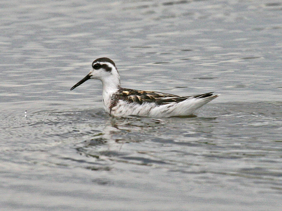 Red-necked Phalarope