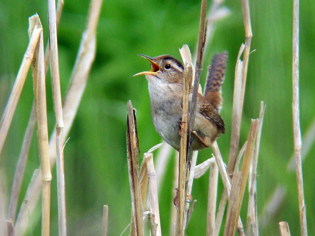 Marsh Wren