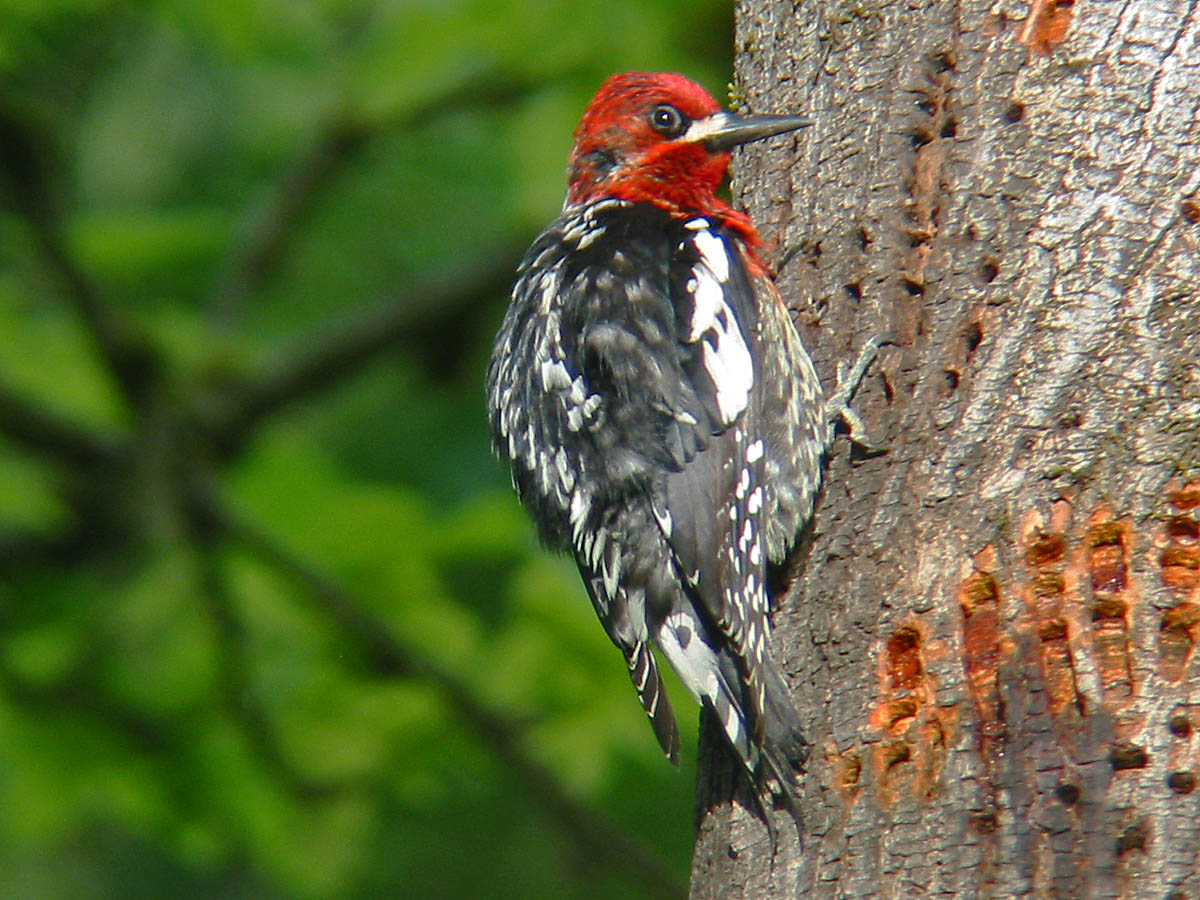 Red-breasted Sapsucker
