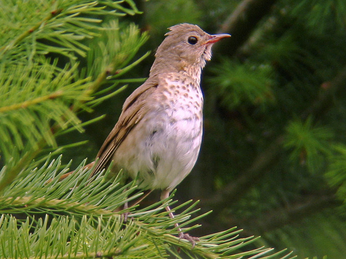 Swainsons Thrush