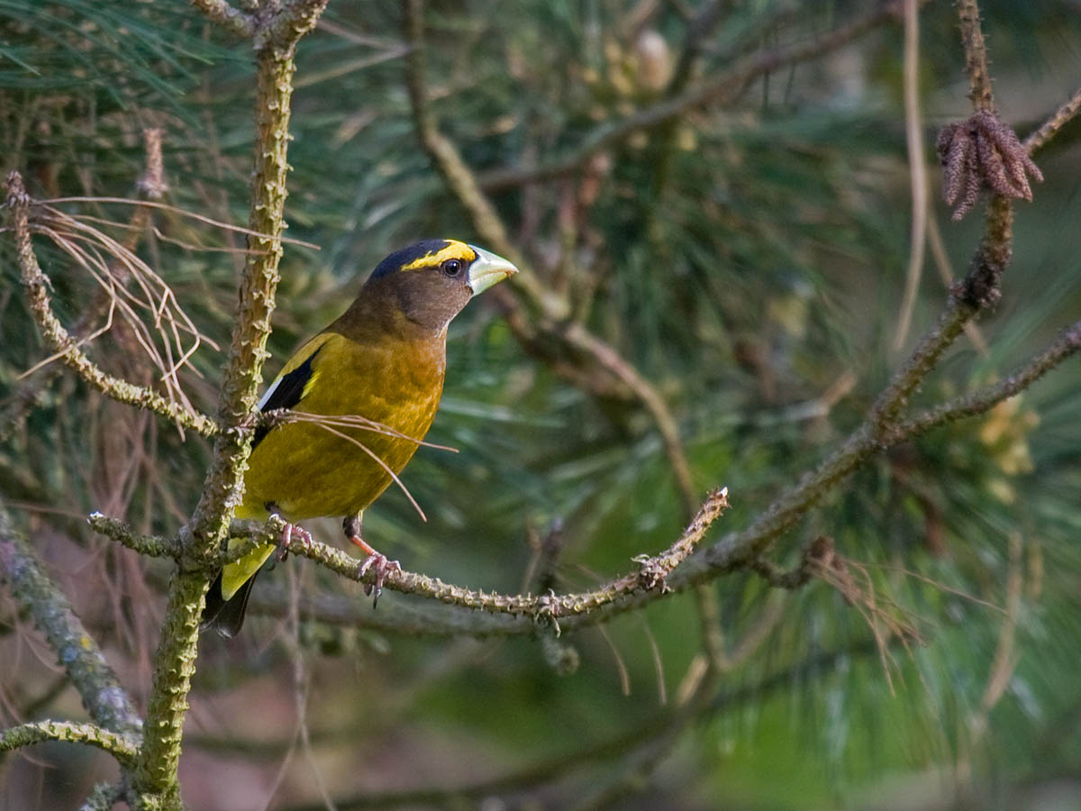 Evening Grosbeak